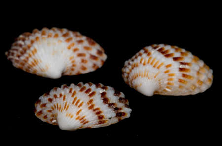 Blurred seashell on black backgroundの写真素材
