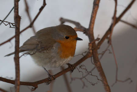 Robin in the gardenの写真素材