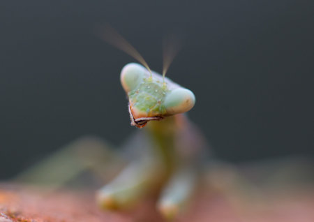 European Mantis or Praying Mantis, Mantis religiosaの写真素材