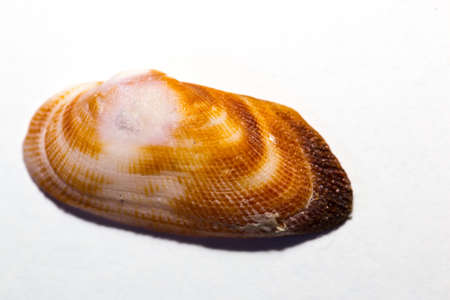 Sea shell on white backgroundの写真素材