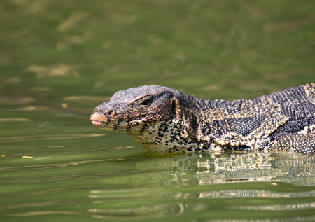Monitor lizard (Varanus salvator) live in Lumpini park, Bangkokの写真素材