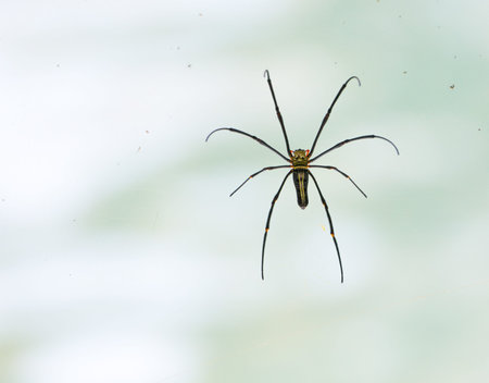 Spider on blurry backgroundの写真素材