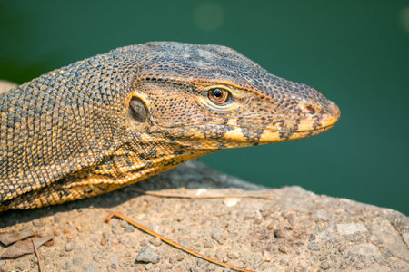 Monitor lizard (Varanus salvator) live in Lumpini park, Bangkokの写真素材