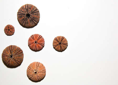 Sea urchin skeletons of various colorsの写真素材