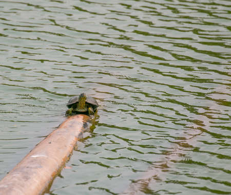 Turtle in Lumpini park, Bangkokの写真素材