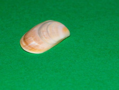 Sea shell on green backgroundの写真素材
