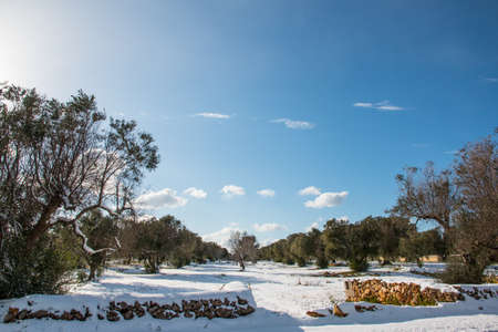 Mediterranean landscape with olive trees after a exceptional snowfall.
Jan 2017, Salento, Italy.の写真素材