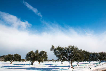 Mediterranean landscape with olive trees after a exceptional snowfall.
Jan 2017, Salento, Italy.の写真素材