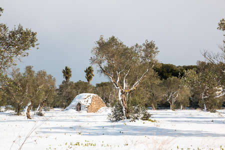 Mediterranean landscape with olive trees after a exceptional snowfall.
Jan 2017, Salento, Italy.の写真素材
