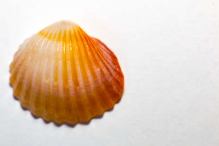 Sea shell on white backgroundの写真素材