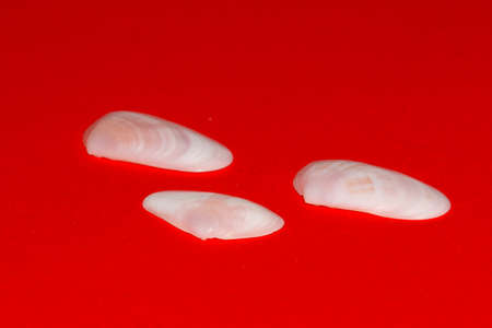 Seashell on red backgroundの写真素材