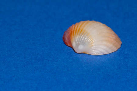 Seashell on blue backgroundの写真素材