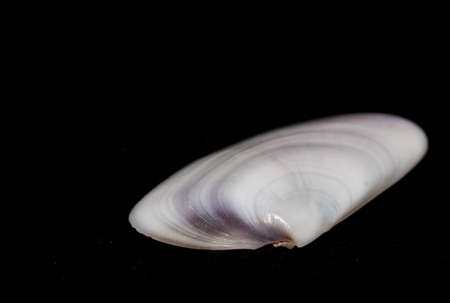 Seashell on black backgroundの写真素材