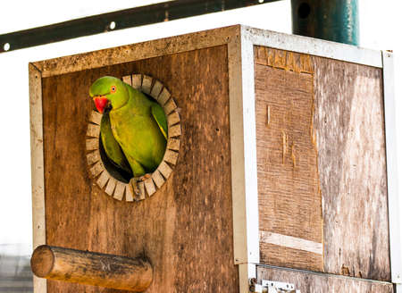 Isolated parrot, Kuala Lumpur Bird Park, Malaysiaの写真素材