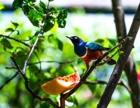 Superb starling, Kuala Lumpur Bird Park, Malesiaの写真素材