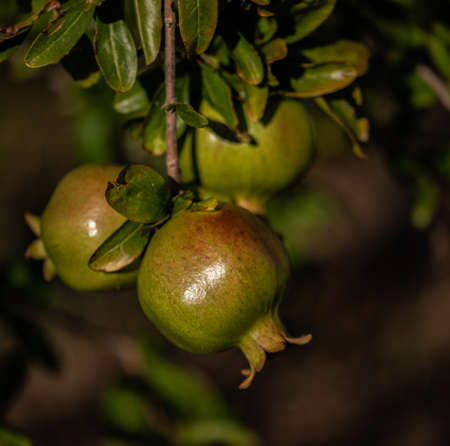 Green pomegranates closeup, on blurred backgroundの写真素材