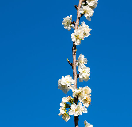 White apple flowers branch isolated on blue background