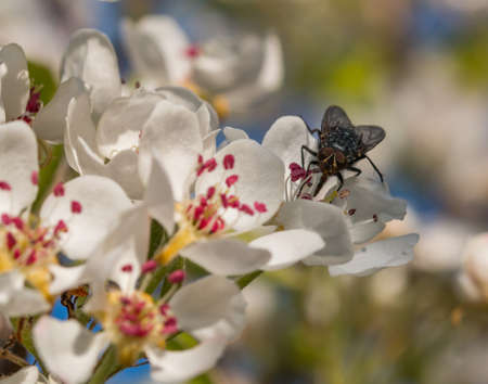 Fly on white pear flowerの写真素材