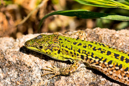 Green lizard (Reptile Podarcis Siculus)の写真素材