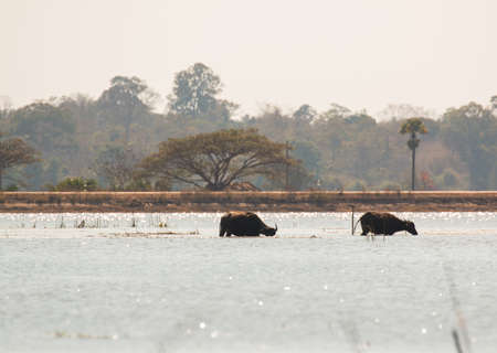 Buffalo (bubalus bubalis) in Bungva lake, Savannakhet, Laoの写真素材