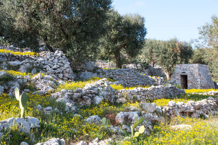 Mediterranean landscape in Salento with olive trees, stones and walls, Italyの写真素材