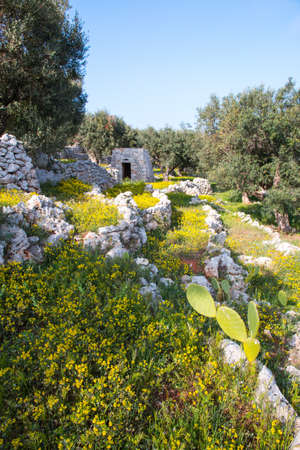 Mediterranean landscape in Salento with olive trees, stones and walls, Italyの写真素材