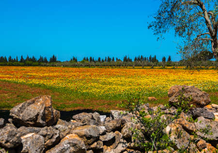 Mediterranean landscape whit olive trees, red poppies, yellow daisies and stone walls in Salento, Italyの写真素材