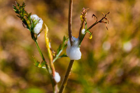 Aphrophora alni (sputacchina insect) vector of olive trees infestation by Xilella Fastidiosa in south Italyの写真素材
