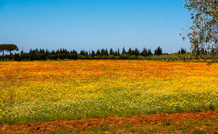 Mediterranean landscape whit olive trees, red poppies and yellow daisies in Salento, Italyの写真素材