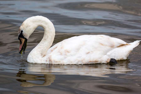 Swan floating on lakeの写真素材