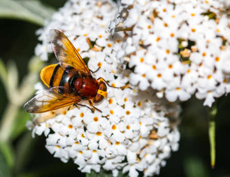 Yellow insect (bee) and white flowerの写真素材
