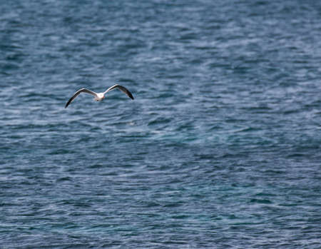 Seagull in flight on blue seaの写真素材