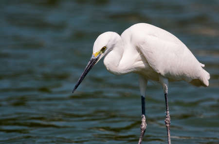 little egret (egretta garzetta)の写真素材