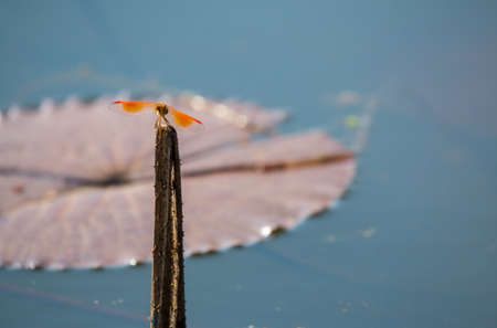 Orange dragonflies on a waterlilyの写真素材