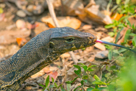 Monitor lizard (Varanus salvator) live in Lumpini park, Bangkokの写真素材