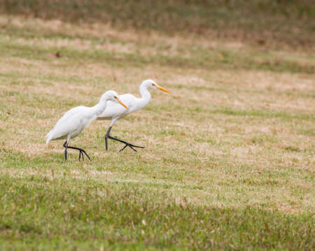 little egret (egretta garzetta)の写真素材