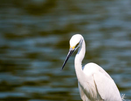 little egret (egretta garzetta)の写真素材
