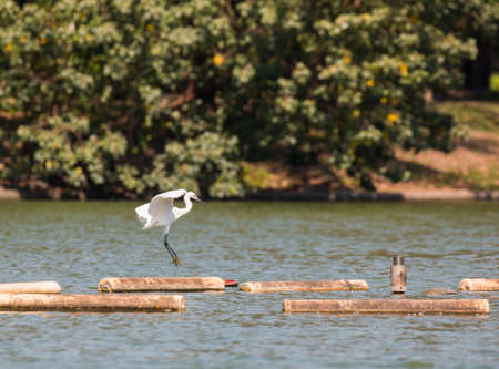 little egret in flight (egretta garzetta)の写真素材
