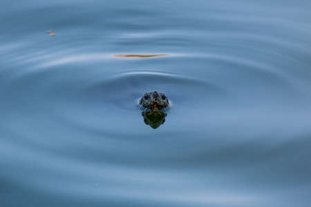 Turtle in Lumpini park, Bangkokの写真素材