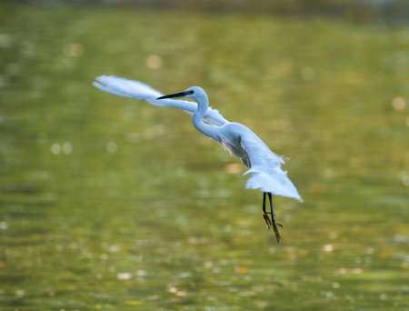 little egret in flight (egretta garzetta)の写真素材