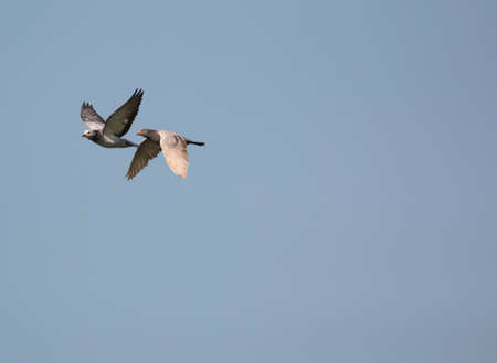 Wood pigeon, columba palumbus, two birds in flightの写真素材