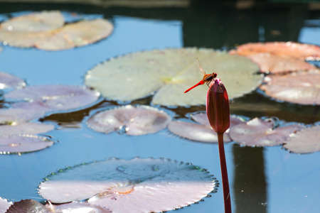 Orange dragonflies on a waterlilyの写真素材