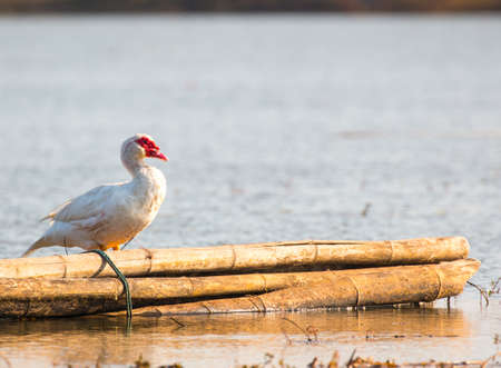 Goose on a Mekong riverの写真素材