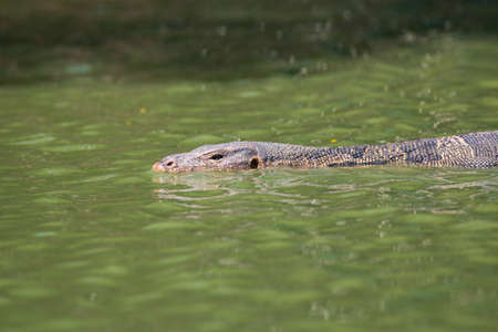 Monitor lizard (Varanus salvator) live in Lumpini park, Bangkokの写真素材