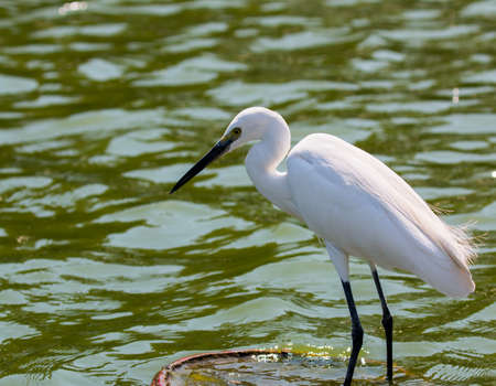 little egret (egretta garzetta)の写真素材