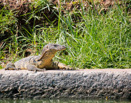 Monitor lizard (Varanus salvator) live in Lumpini park, Bangkokの写真素材
