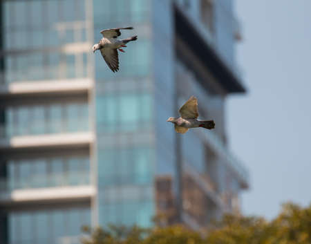 Wood pigeon, columba palumbus, two birds in flightの写真素材