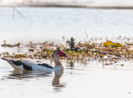 Goose on Mekong river