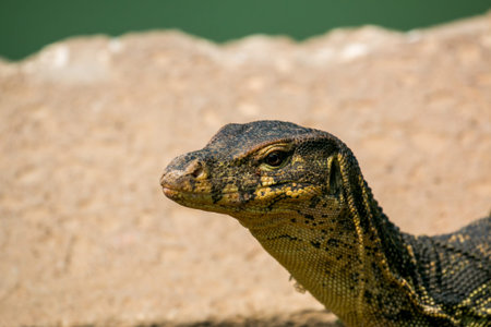 Monitor lizard (Varanus salvator) live in Lumpini park, Bangkok