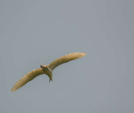 little egret in flight (egretta garzetta)の写真素材